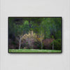 Spring in Provence 2