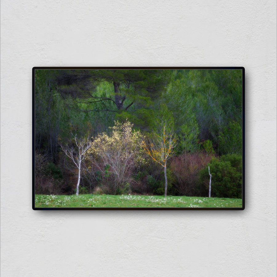 Spring in Provence 2